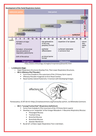 Germ Ridden Pit RESPIRATORY SYSTEM.pdf.... you will love this | PDF