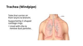 Windpipe Collapse Comprehensive Overview of the Human Respiratory System: Structure ...
