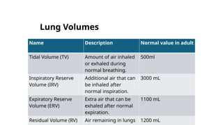 Normal Rv Volume Comprehensive Overview of the Human Respiratory System: Structure ...
