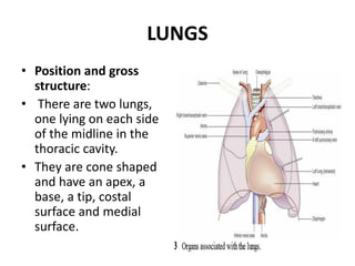 Upper Tip Comprehensive Overview of the Human Respiratory System Anatomy and ...