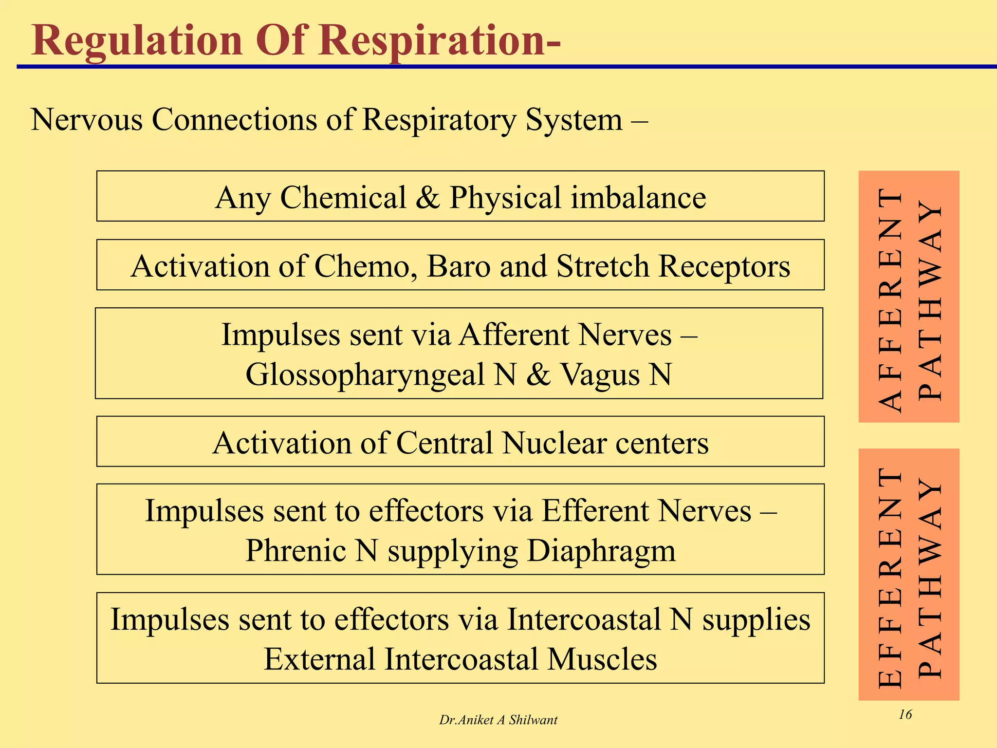Dr.Aniket A Shilwant 16
Regulation Of Respiration-
Any Chemical & Physical imbalance
Activation of Chemo, Baro and Stretch Receptors
Impulses sent via Afferent Nerves –
Glossopharyngeal N & Vagus N
Activation of Central Nuclear centers
Impulses sent to effectors via Efferent Nerves –
Phrenic N supplying Diaphragm
Impulses sent to effectors via Intercoastal N supplies
External Intercoastal Muscles
A
F
F
E
R
E
N
T
P
A
T
H
W
A
Y
E
F
F
E
R
E
N
T
P
A
T
H
W
A
Y
Nervous Connections of Respiratory System –
 