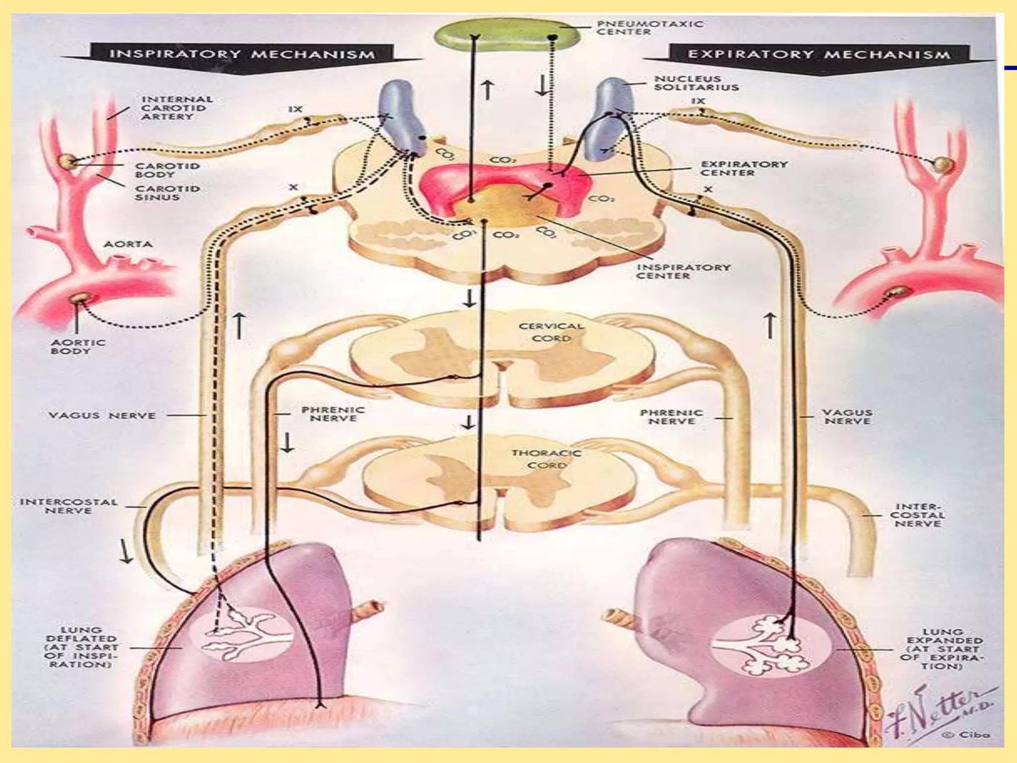 Dr.Aniket A Shilwant 19
 
