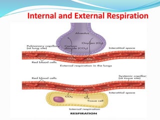 Physiology of respiration | PPTX