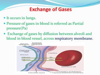 Pa Using Respiration Physiology of respiration | PPTX