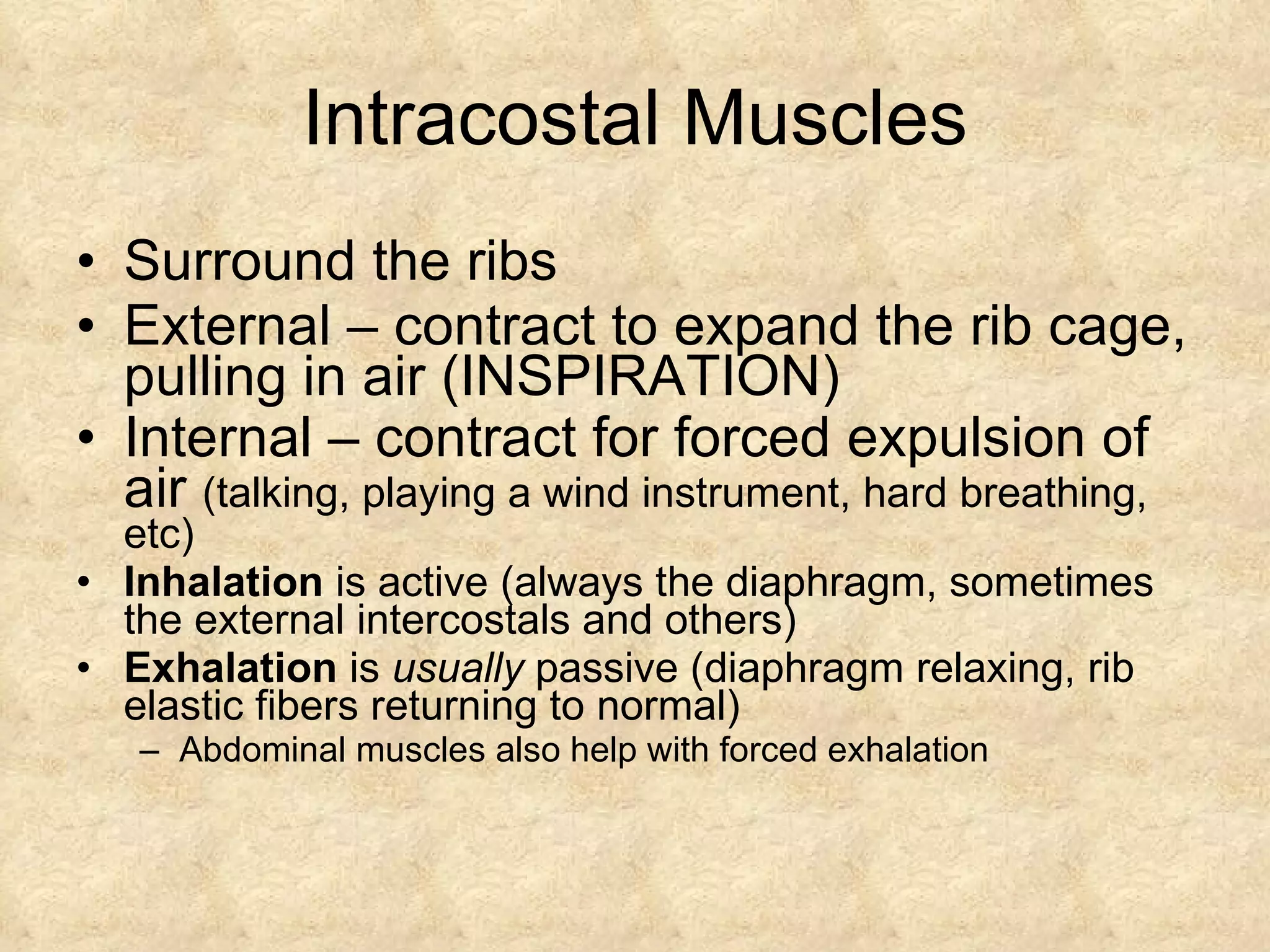 Respiratory System Jewett | PPT