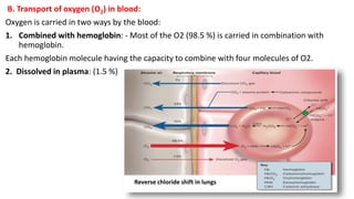Hemoglobin Rbc O2 Transport Respiratory system- physiology.pptx.72628 | PPTX