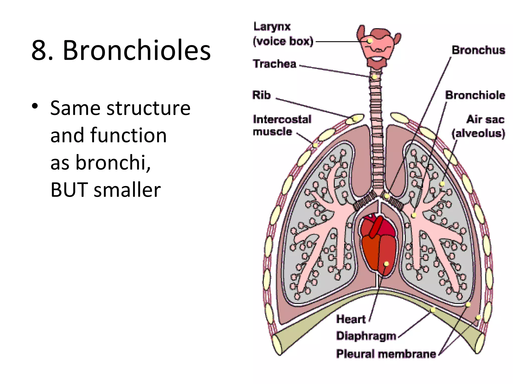 8. Bronchioles Same structure  and function  as bronchi,  BUT smaller 
