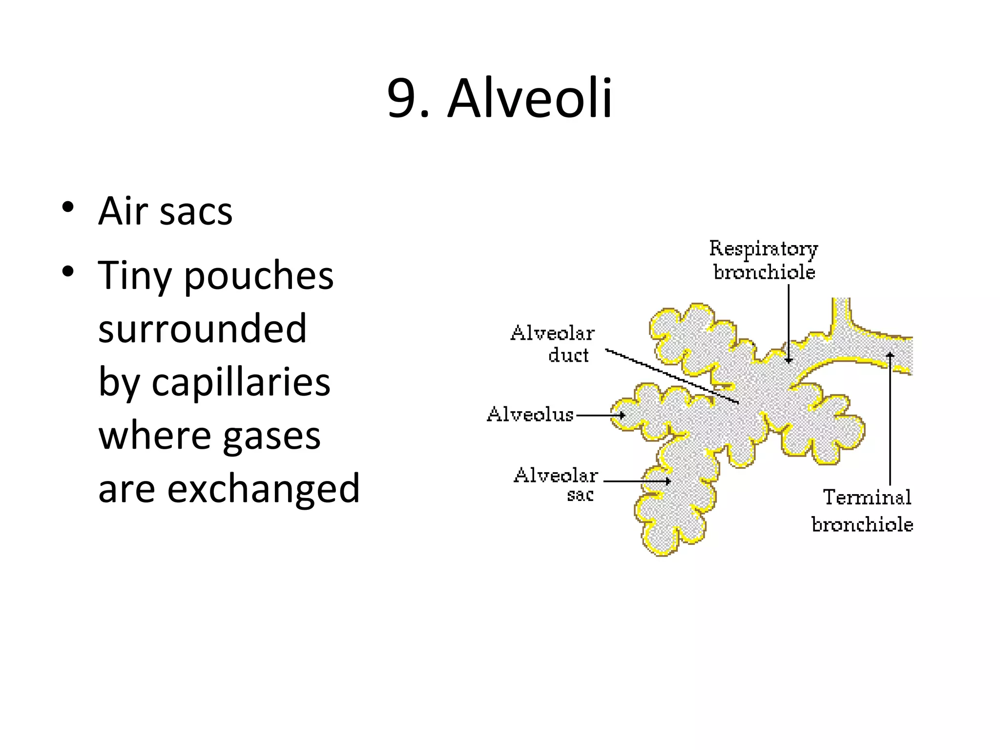 9. Alveoli Air sacs  Tiny pouches  surrounded  by capillaries  where gases  are exchanged 