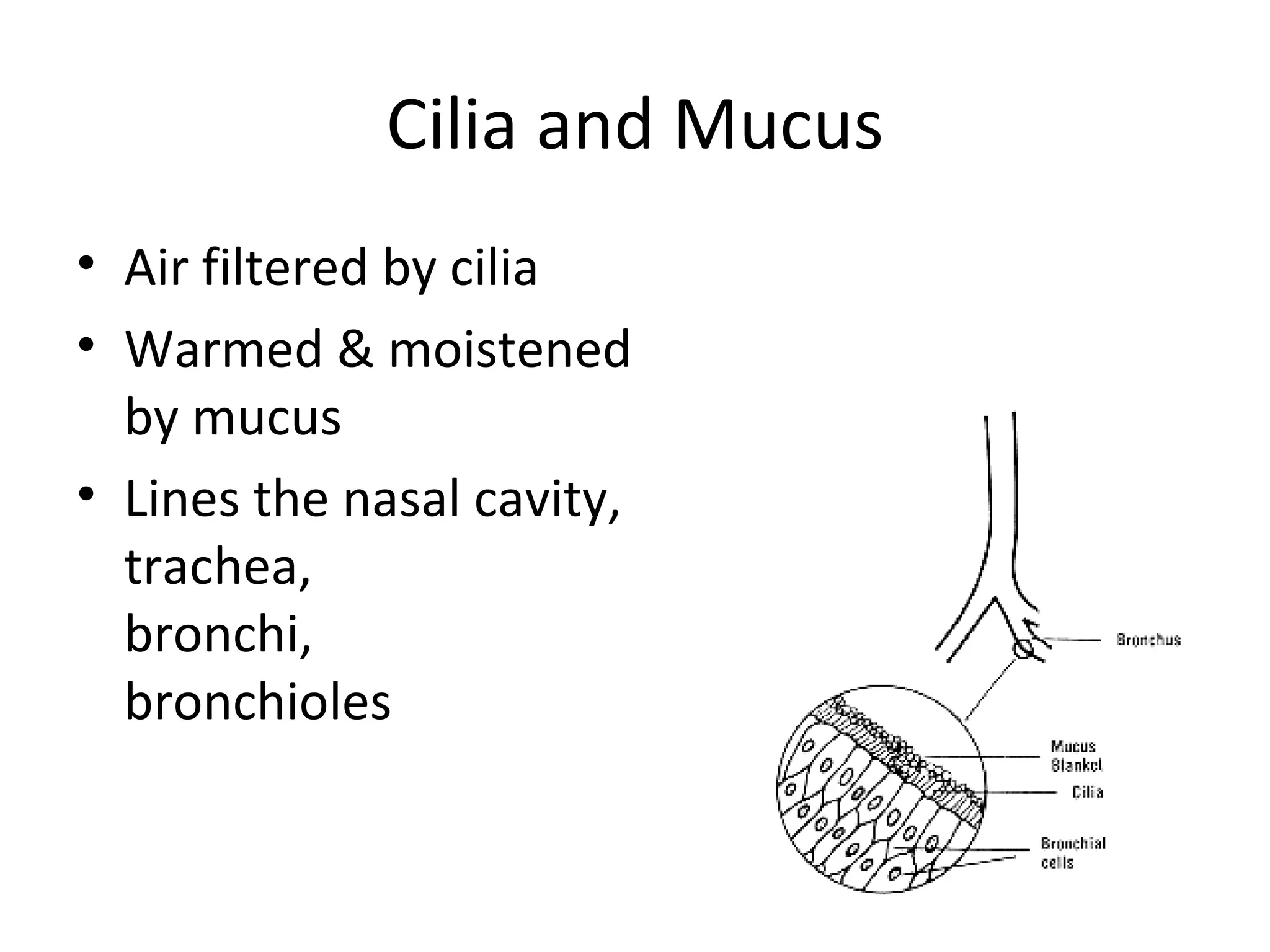 Cilia and Mucus Air filtered by cilia  Warmed & moistened  by mucus Lines the nasal cavity,  trachea,  bronchi,  bronchioles 