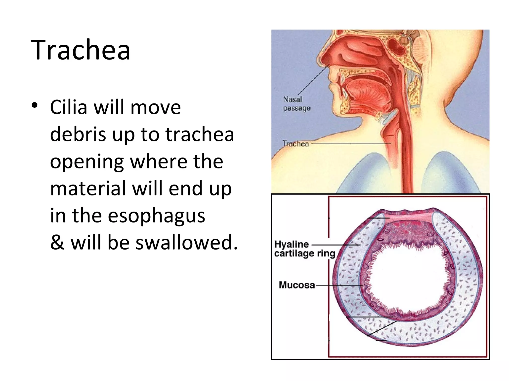 Trachea Cilia will move  debris up to trachea  opening where the  material will end up  in the esophagus  & will be swallowed. 