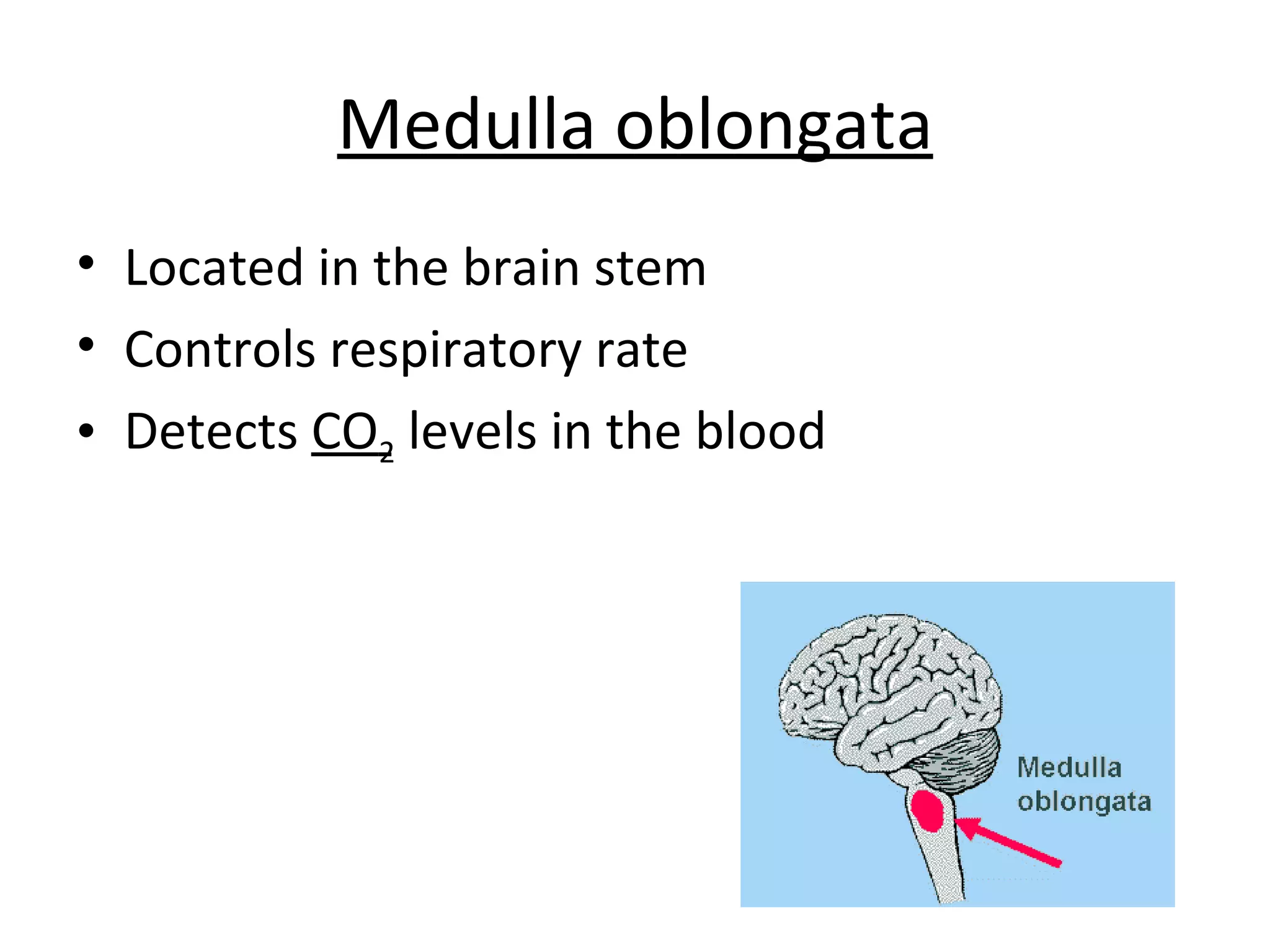 Medulla oblongata Located in the brain stem Controls respiratory rate  Detects  CO 2  levels in the blood 