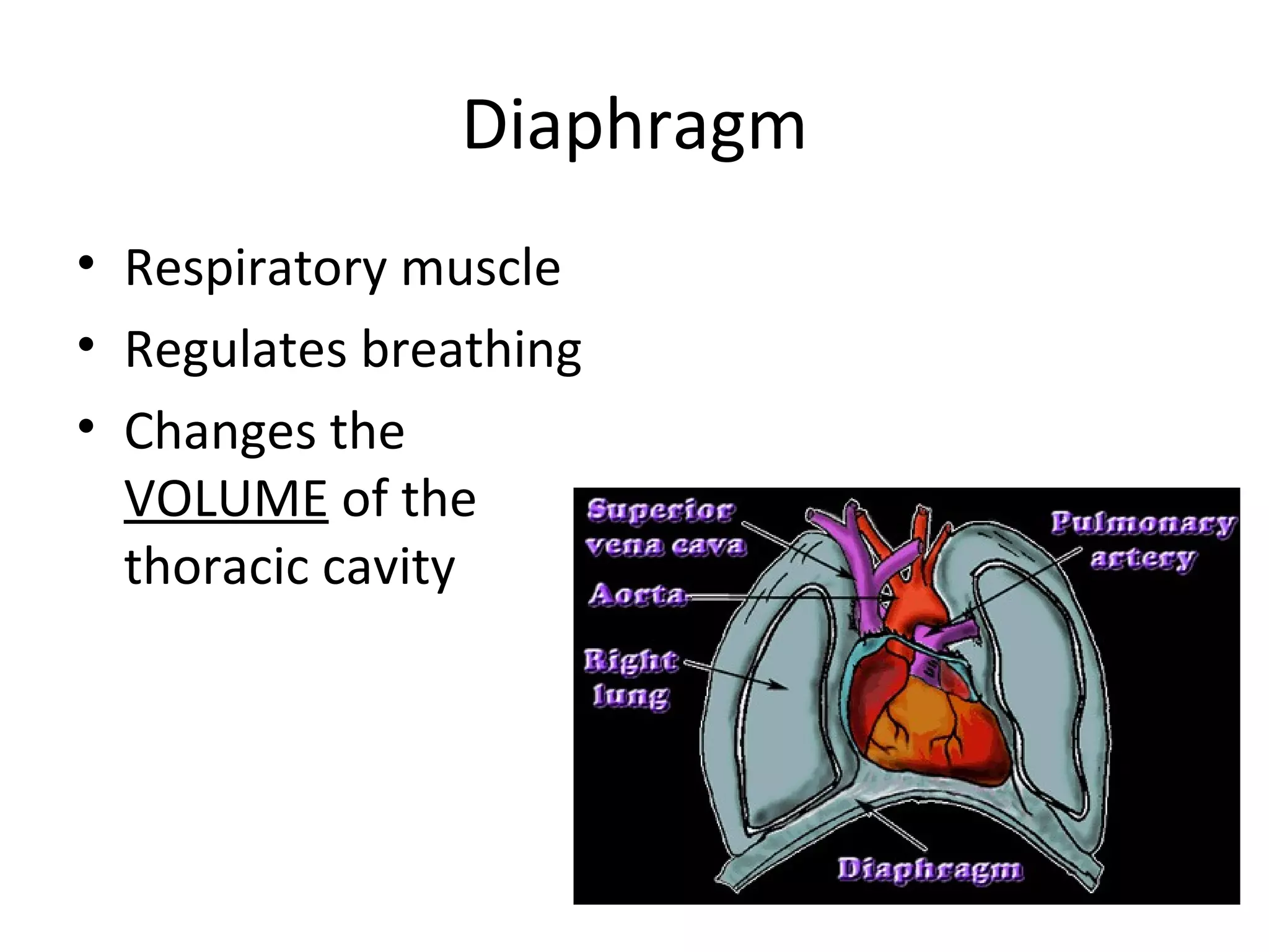 Diaphragm Respiratory muscle Regulates breathing Changes the  VOLUME  of the  thoracic cavity  