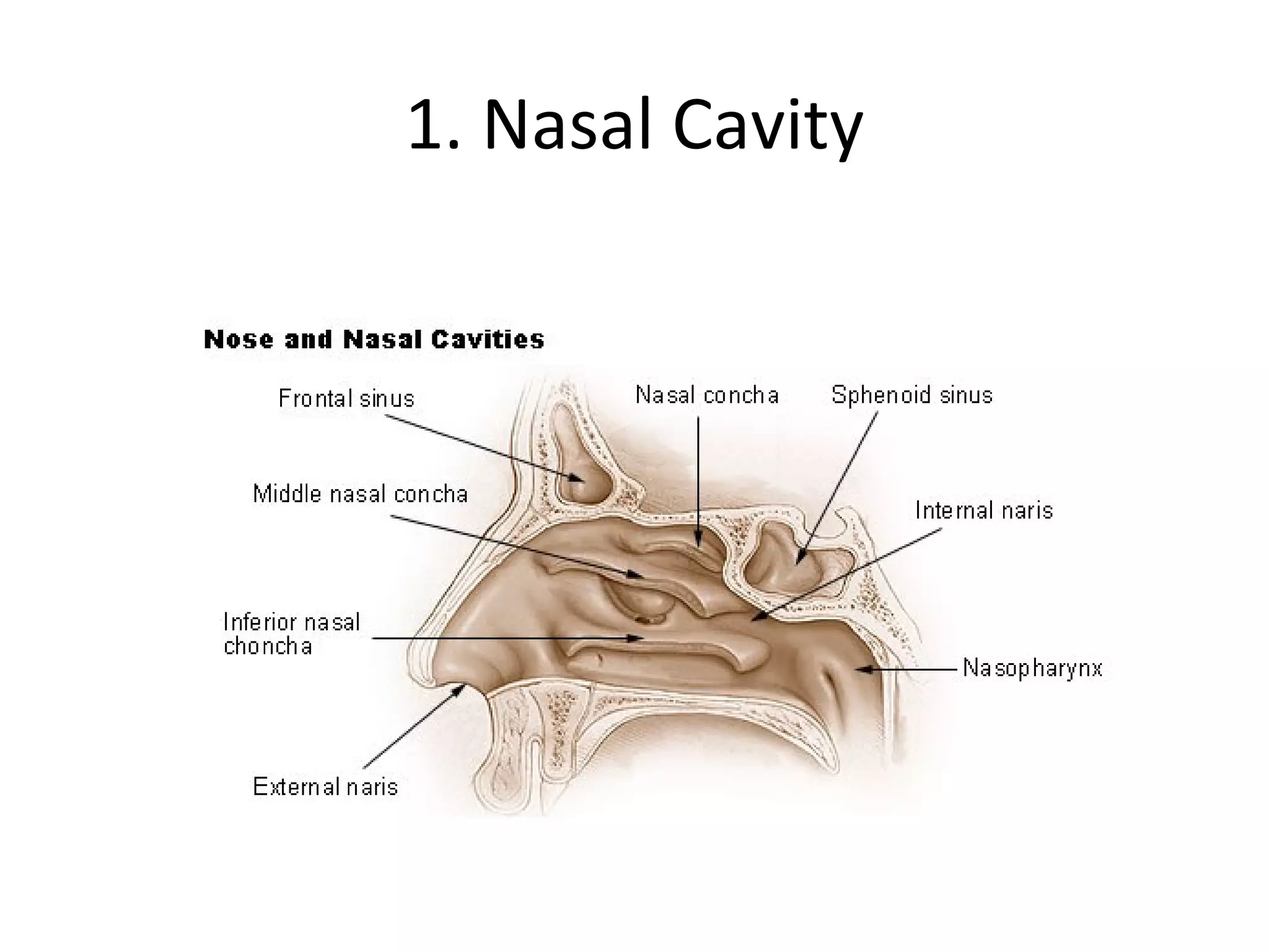 1. Nasal Cavity 