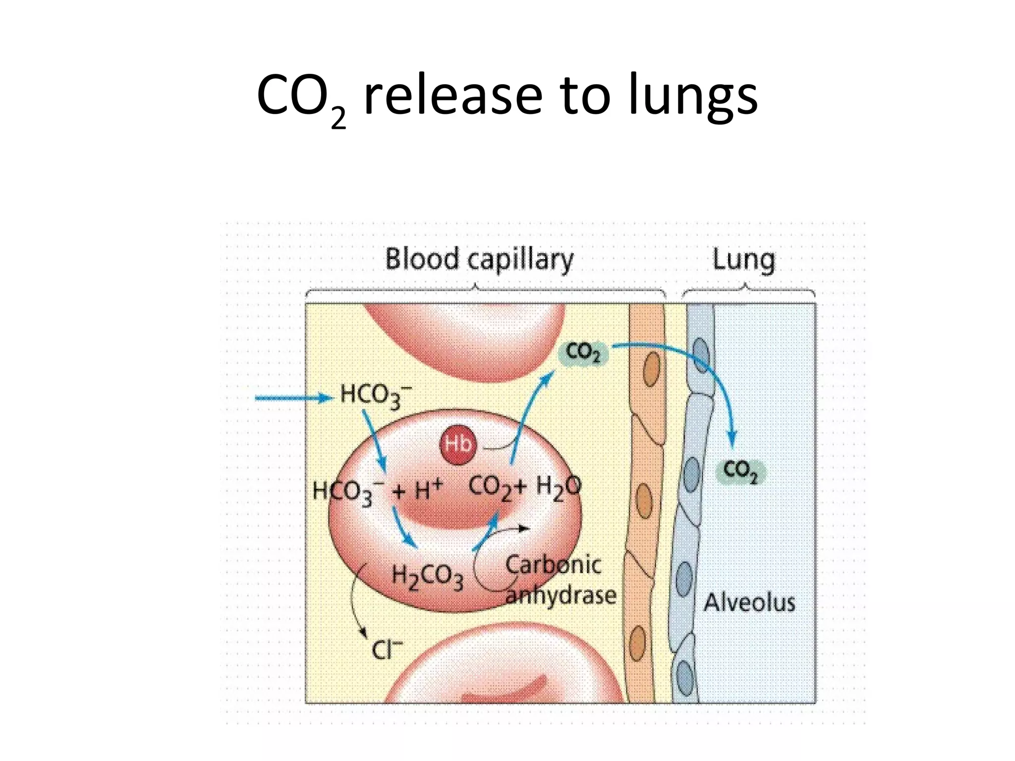 CO 2  release to lungs 