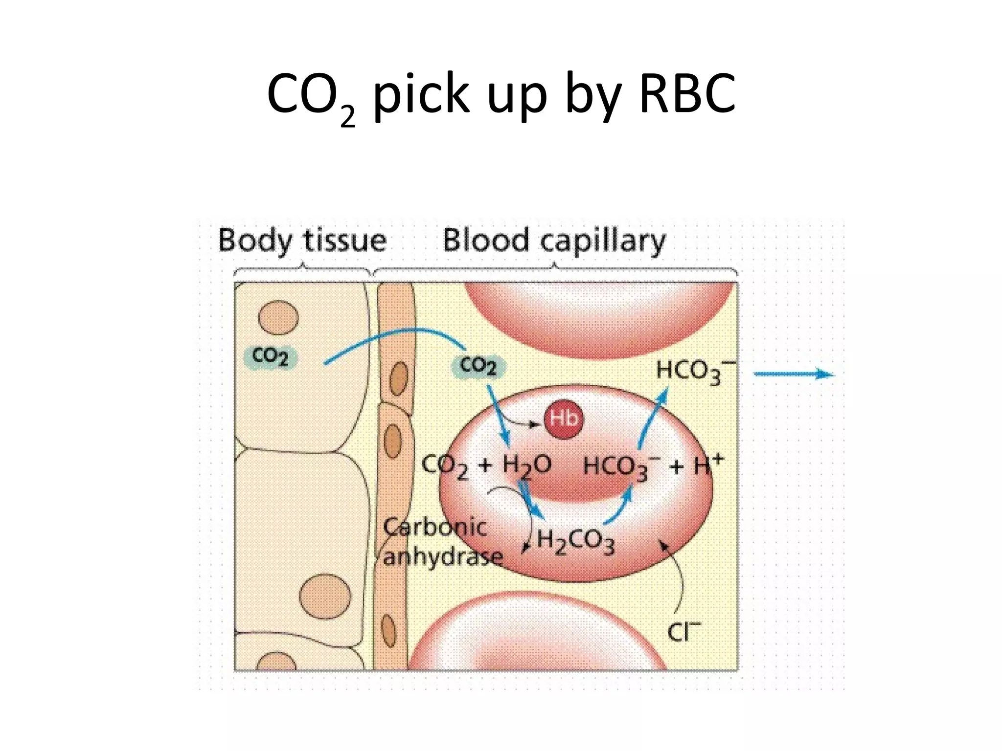 CO 2  pick up by RBC 
