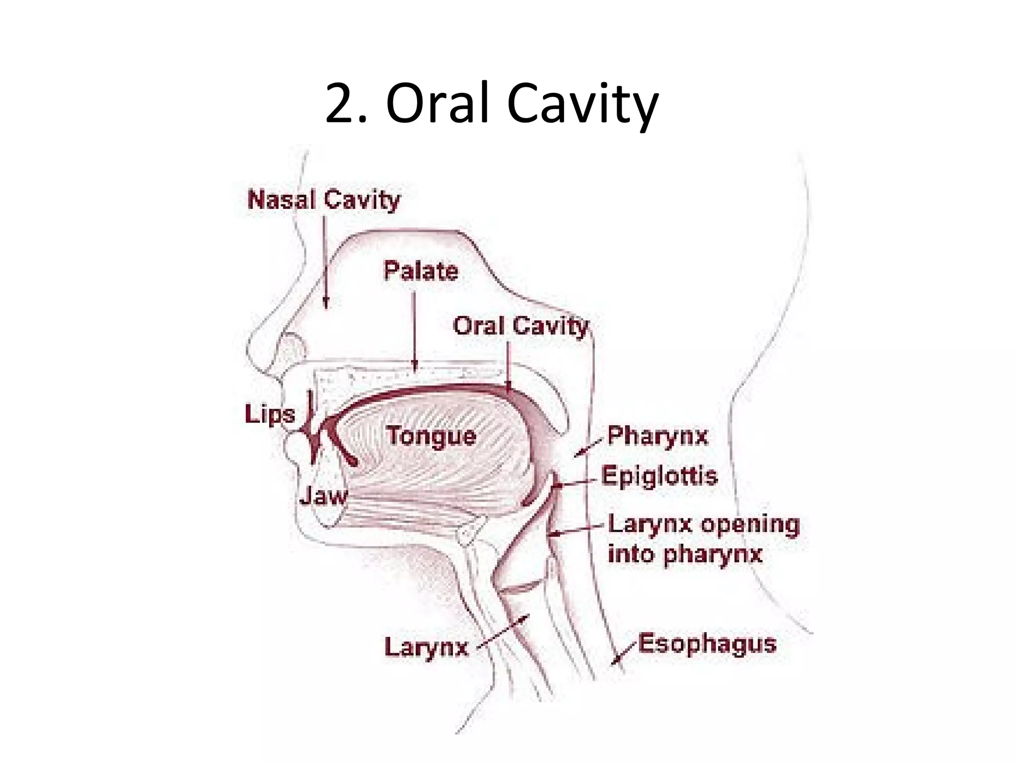 2. Oral Cavity 
