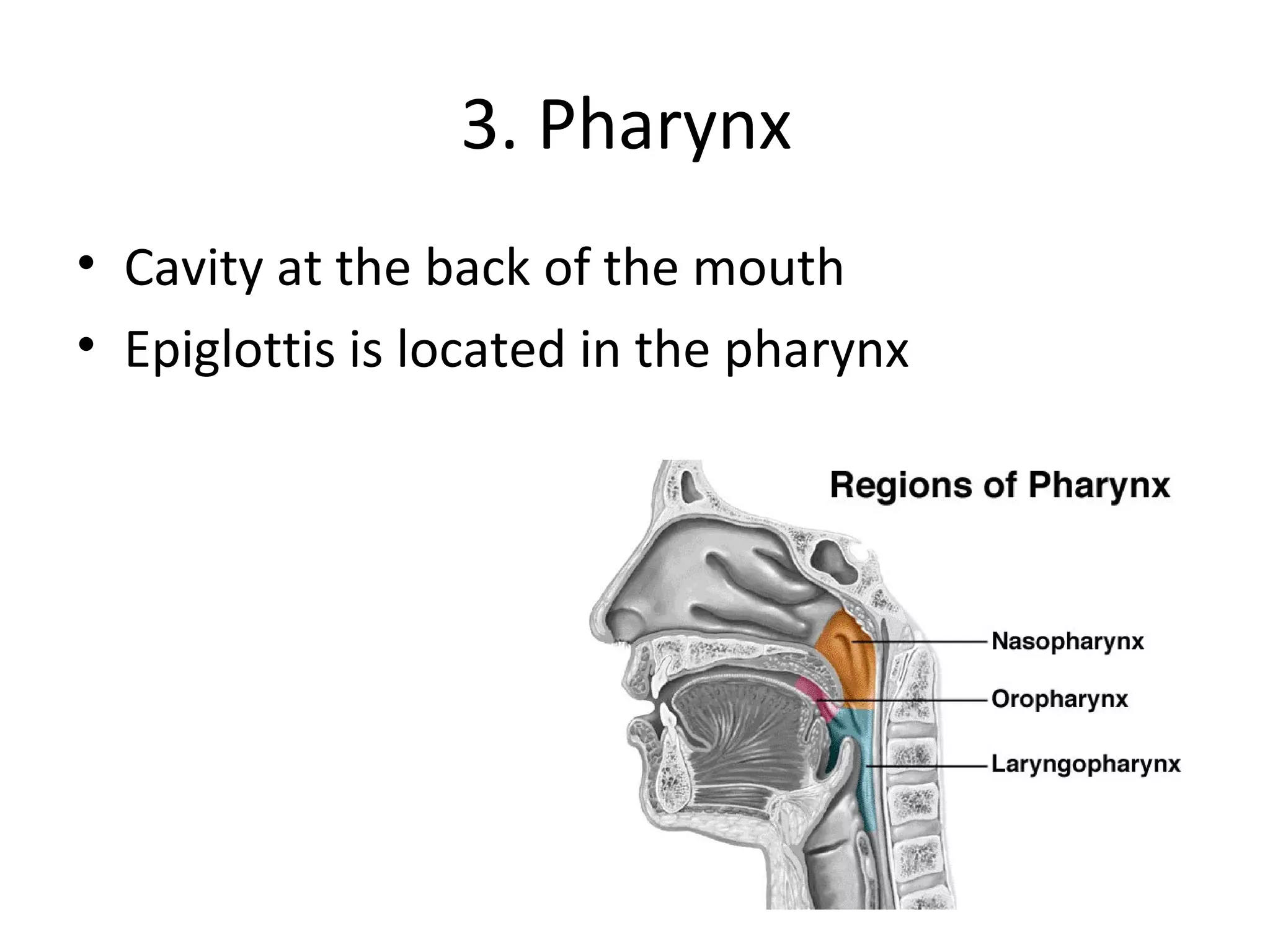 3. Pharynx  Cavity at the back of the mouth Epiglottis is located in the pharynx 