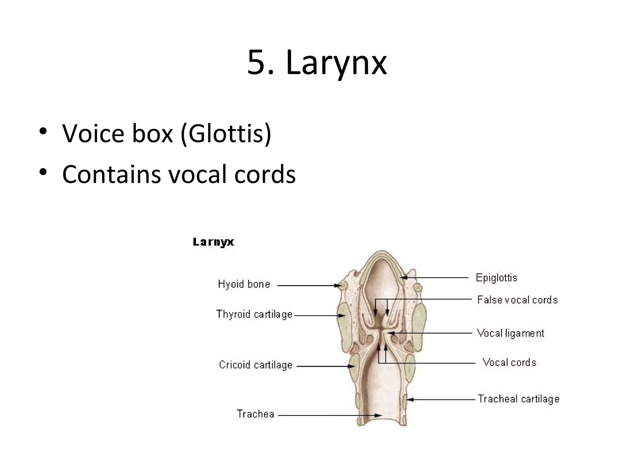 5. Larynx Voice box (Glottis)  Contains vocal cords 