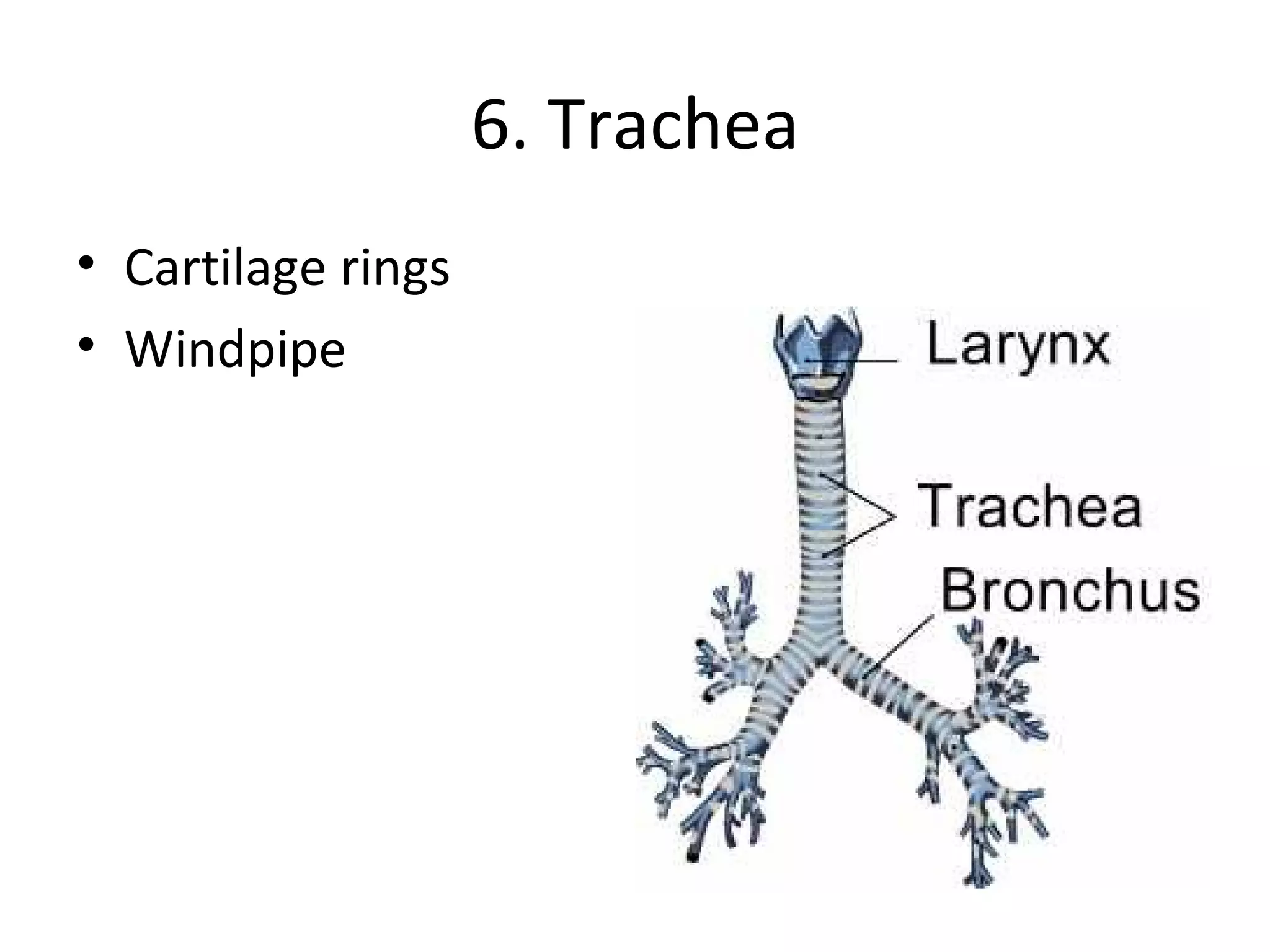 6. Trachea Cartilage rings Windpipe 