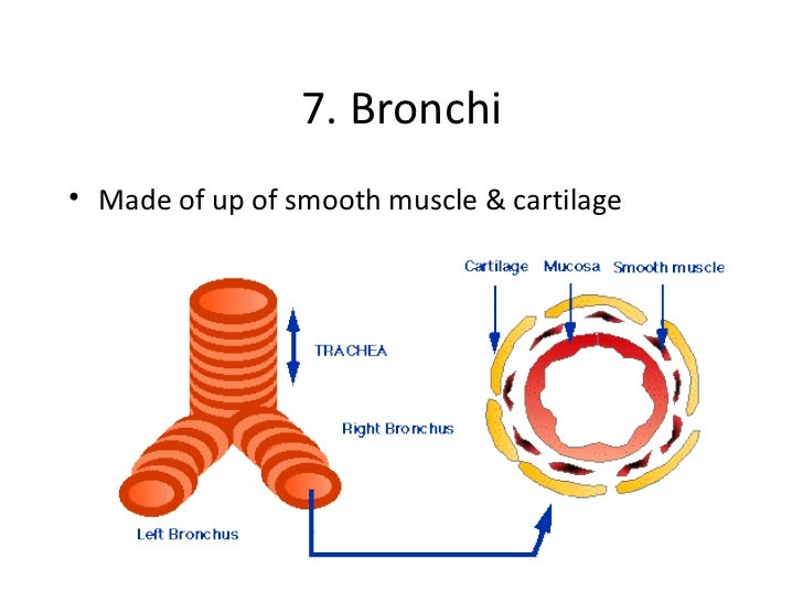 Respiratory system moodle