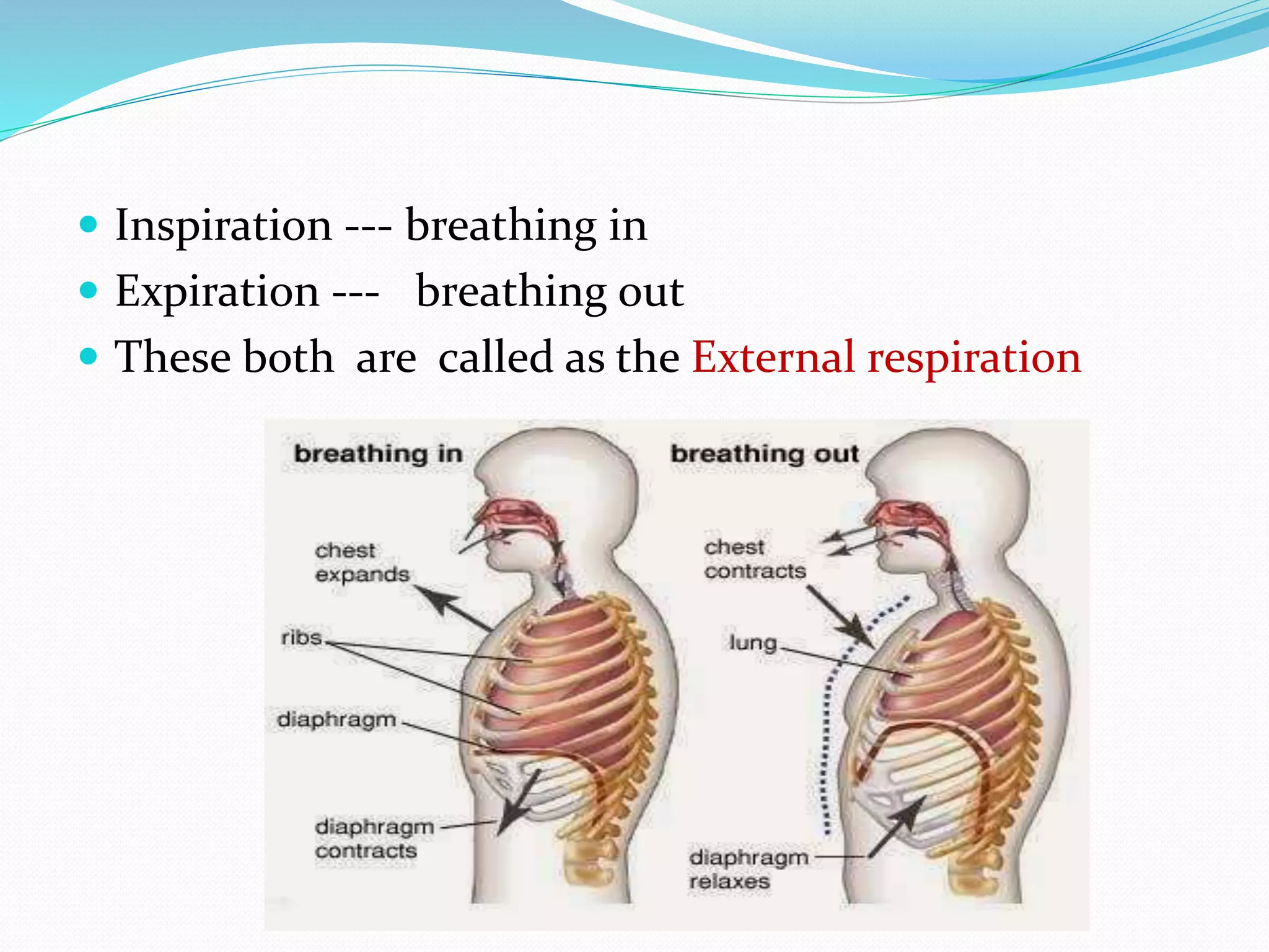 ANATOMY AND PHYSIOLOGY OF RESPIRATORY SYSTEM | PPTX | Ear, Nose and ...