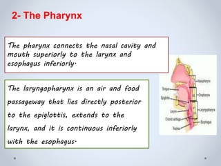 The pharynx connects the nasal cavity and
mouth superiorly to the larynx and
esophagus inferiorly.
The laryngopharynx is an air and food
passageway that lies directly posterior
to the epiglottis, extends to the
larynx, and it is continuous inferiorly
with the esophagus.
2- The Pharynx
 