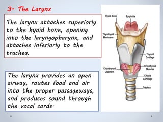 The larynx attaches superiorly
to the hyoid bone, opening
into the laryngopharynx, and
attaches inferiorly to the
trachea.
The larynx provides an open
airway, routes food and air
into the proper passageways,
and produces sound through
the vocal cords.
3- The Larynx
 