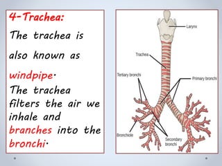 4-Trachea:
The trachea is
also known as
windpipe.
The trachea
filters the air we
inhale and
branches into the
bronchi.
 
