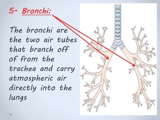 5- Bronchi:
The bronchi are
the two air tubes
that branch off
of from the
trachea and carry
atmospheric air
directly into the
lungs
 