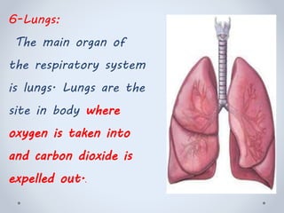 6-Lungs:
The main organ of
the respiratory system
is lungs. Lungs are the
site in body where
oxygen is taken into
and carbon dioxide is
expelled out..
 