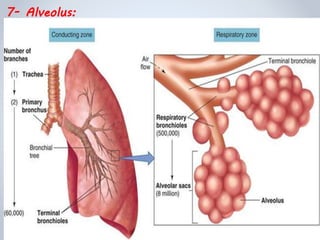 7- Alveolus:
 