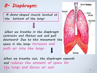 8- Diaphragm:
When we breathe in the diaphragm
contracts and flatten out and pull
downward. Due to this movement the
space in the lungs increases and
pulls air into the lungs.
When we breathe out, the diaphragm expands
and reduces the amount of space for
the lungs and forces air out.
A dome-shaped muscle located at
the bottom of the lungs.
 