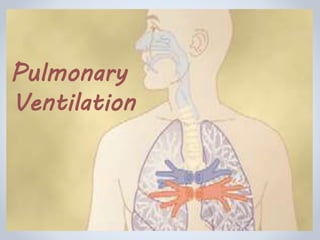 Pulmonary
Ventilation
 