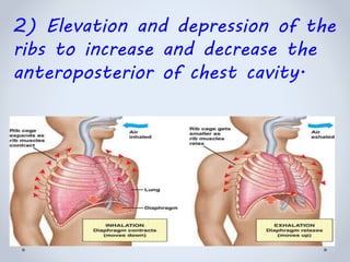 2) Elevation and depression of the
ribs to increase and decrease the
anteroposterior of chest cavity.
 