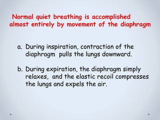 Normal quiet breathing is accomplished
almost entirely by movement of the diaphragm
a. During inspiration, contraction of the
diaphragm pulls the lungs downward.
b. During expiration, the diaphragm simply
relaxes, and the elastic recoil compresses
the lungs and expels the air.
 