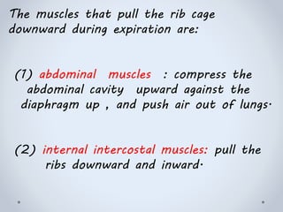 The muscles that pull the rib cage
downward during expiration are:
(1) abdominal muscles : compress the
abdominal cavity upward against the
diaphragm up , and push air out of lungs.
(2) internal intercostal muscles: pull the
ribs downward and inward.
 