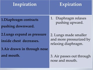 Inspiration Expiration
1.Diaphragm contracts
pushing downward.
2.Lungs expand as pressure
inside chest decreases.
3.Air drawn in through nose
and mouth.
1. Diaphragm relaxes
pushing upward.
2. Lungs made smaller
and more pressurized by
relaxing diaphragm.
3. Air passes out through
nose and mouth.
 