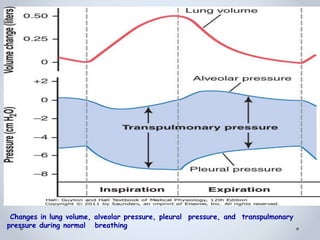 Changes in lung volume, alveolar pressure, pleural pressure, and transpulmonary
pressure during normal breathing
 