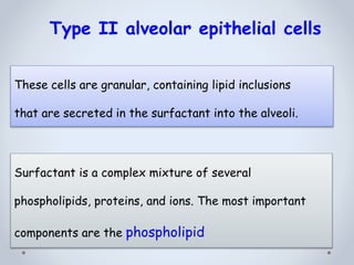 Surfactant is a complex mixture of several
phospholipids, proteins, and ions. The most important
components are the phospholipid
Type II alveolar epithelial cells
These cells are granular, containing lipid inclusions
that are secreted in the surfactant into the alveoli.
 