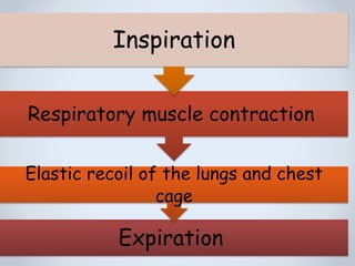 Expiration
Respiratory muscle contraction
Elastic recoil of the lungs and chest
cage
Inspiration
 