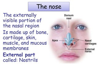 The nose
The externally
visible portion of
the nasal region
Is made up of bone,
cartilage, skin,
muscle, and mucous
membranes
External part
called: Nostrils
 
