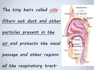 The tiny hairs called cilia
filters out dust and other
particles present in the
air and protects the nasal
passage and other regions
of the respiratory tract.
 