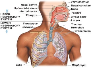 respiratory-system-pulmonary-ventilationsofian-awamlehpptx-3-320.jpg