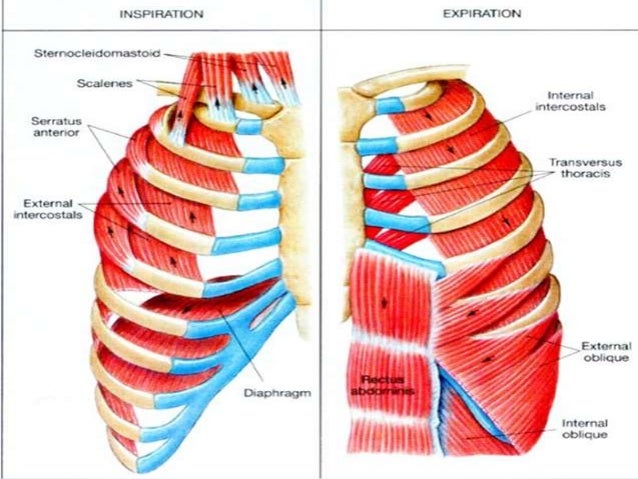 muscles of inspiration