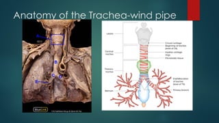 Windpipe Collapse Respiratory System- anatomy and physiology for medical students ad ...