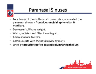 Paranasal Sinuses
• Four bones of the skull contain paired air spaces called the
paranasal sinuses - frontal, ethmoidal, sphenoidal &
maxillary.
• Decrease skull bone weight.
• Warm, moisten and filter incoming air.
• Add resonance to voice.
• Communicate with the nasal cavity by ducts.
• Lined by pseudostratified ciliated columnar epithelium.
 