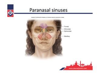 Paranasal sinuses
 
