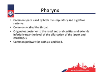 Pharynx
• Common space used by both the respiratory and digestive
systems.
• Commonly called the throat.
• Originates posterior to the nasal and oral cavities and extends
inferiorly near the level of the bifurcation of the larynx and
esophagus.
• Common pathway for both air and food.
 