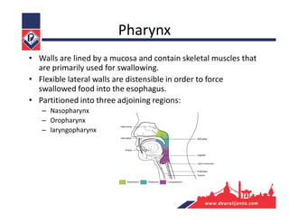 Pharynx
• Walls are lined by a mucosa and contain skeletal muscles that
are primarily used for swallowing.
• Flexible lateral walls are distensible in order to force
swallowed food into the esophagus.
• Partitioned into three adjoining regions:
– Nasopharynx
– Oropharynx
– laryngopharynx
 