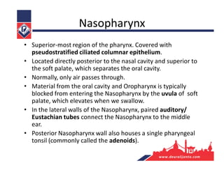 Nasopharynx
• Superior-most region of the pharynx. Covered with
pseudostratified ciliated columnar epithelium.
• Located directly posterior to the nasal cavity and superior to
the soft palate, which separates the oral cavity.
• Normally, only air passes through.
• Material from the oral cavity and Oropharynx is typically
blocked from entering the Nasopharynx by the uvula of soft
palate, which elevates when we swallow.
• In the lateral walls of the Nasopharynx, paired auditory/
Eustachian tubes connect the Nasopharynx to the middle
ear.
• Posterior Nasopharynx wall also houses a single pharyngeal
tonsil (commonly called the adenoids).
 